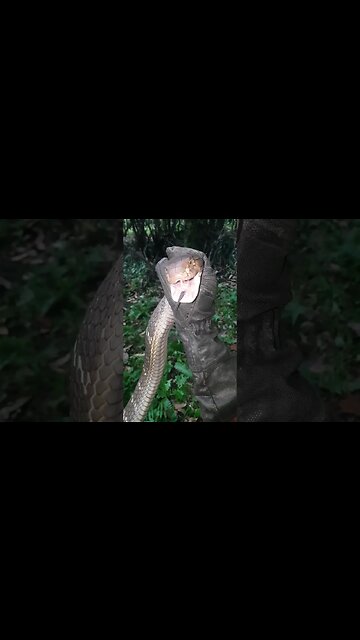Giant King Cobra! how can it breathe with mouth full? #kingcobra #king #venomous #cobra #ular