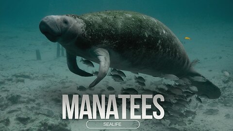 Cutest Manatee Videos You'll Ever See ll Epic Fail ll