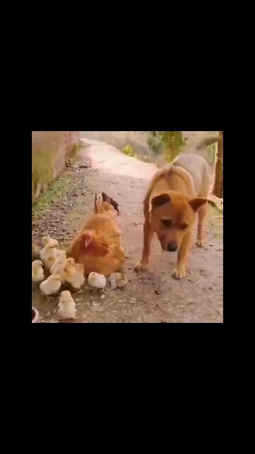 Kindly dog with hen's kids