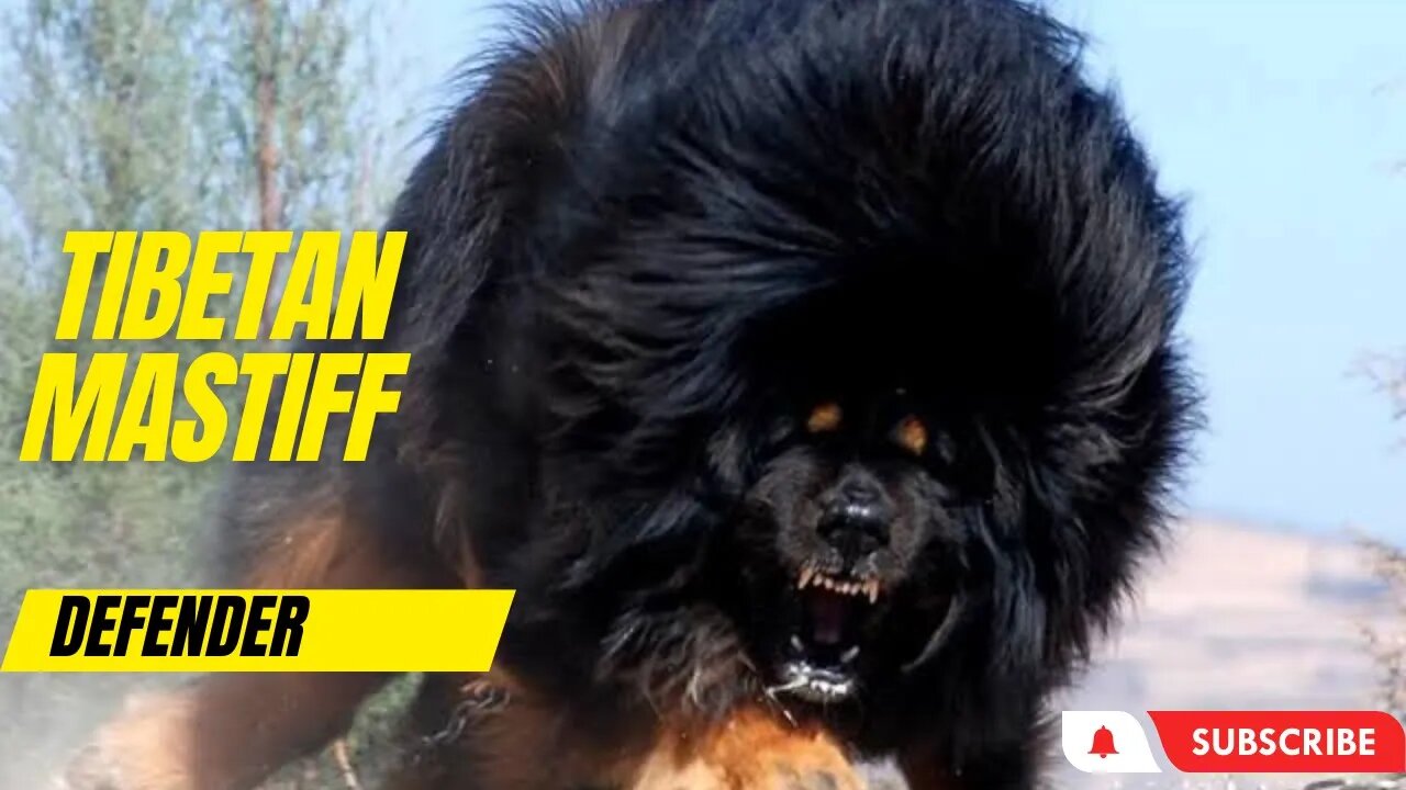 Unleashing the Mighty Guardians: The Tibetan Mastiff, Livestock's Ultimate Defender!