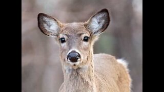 Fawn follows woman around everywhere