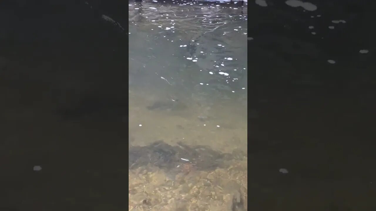 This Huge Bass just wasn't interested