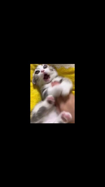 CUTEST Kitty cats on the internet 😽