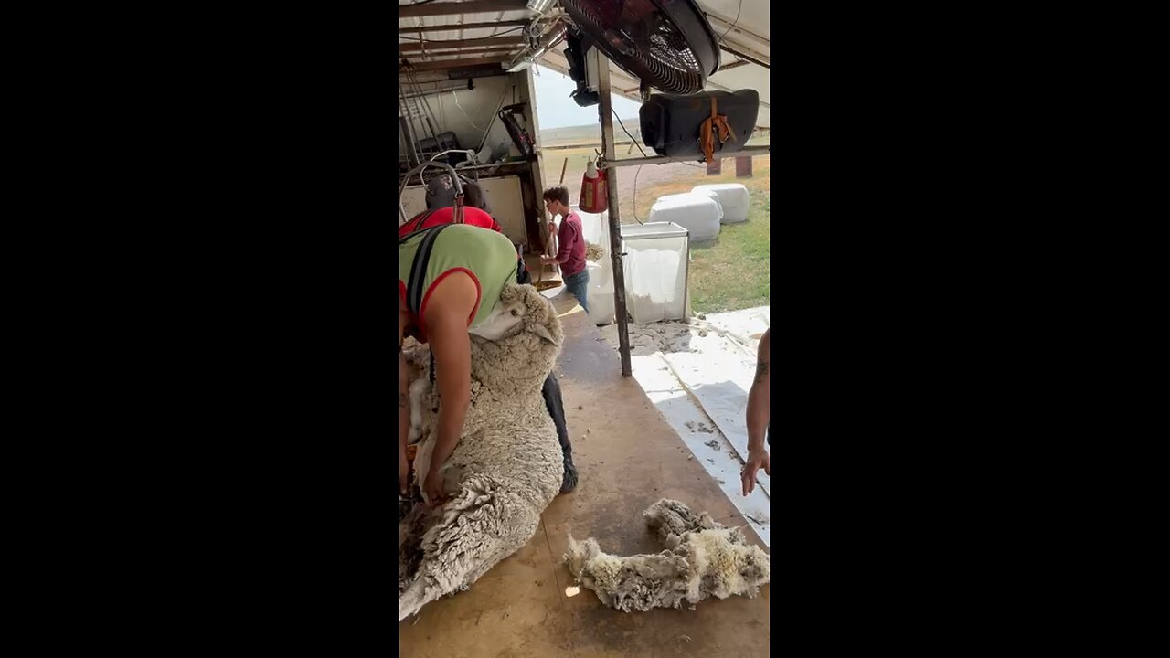 American Sheep Shearing Trailer - South Dakota 🐑