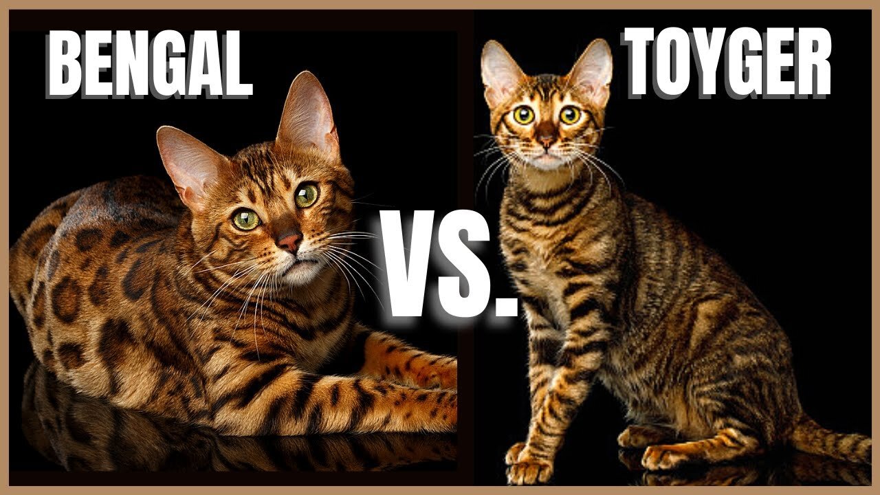 Bengal Cat vs Toyger Cat