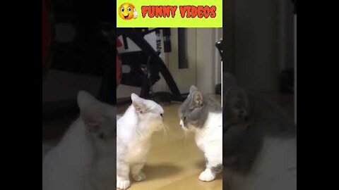 Funny Video 🐶🐱 - Dog & cat funny videos - Funny Cat Dog Reaction Videos - Funny Animals Compilation