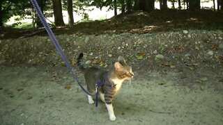 Cute Little Cat Travels in the Mountains