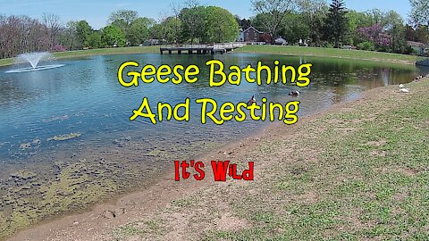 Geese Bathing & Resting