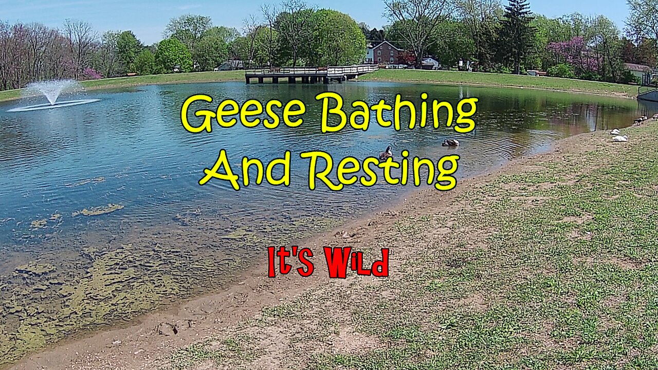 Geese Bathing & Resting