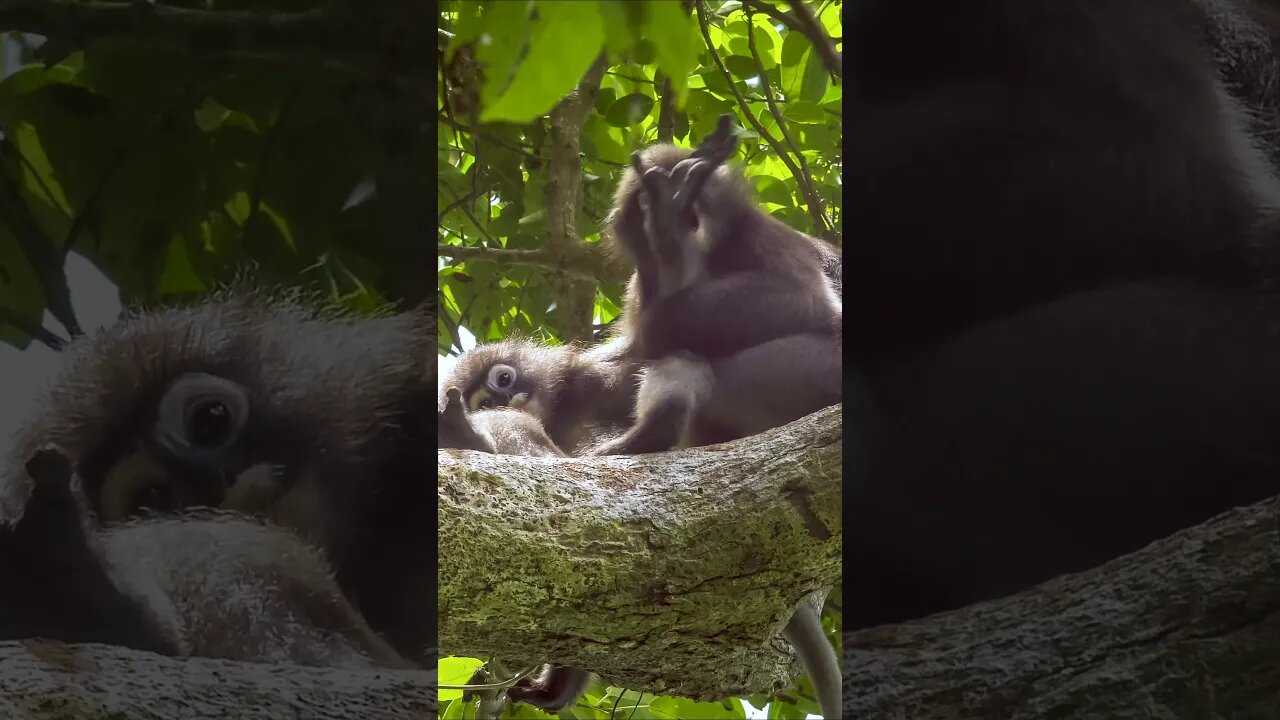 Dusky Leaf Monkey-ing around #shorts #short