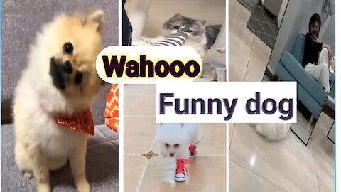 Funny dog 🐕 and Cat 😺 video