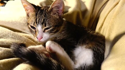 Good Morning Kitty