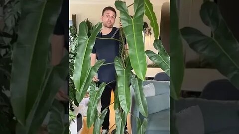 Full chop & extend video now live on my channel :) #philodendronatabapoense