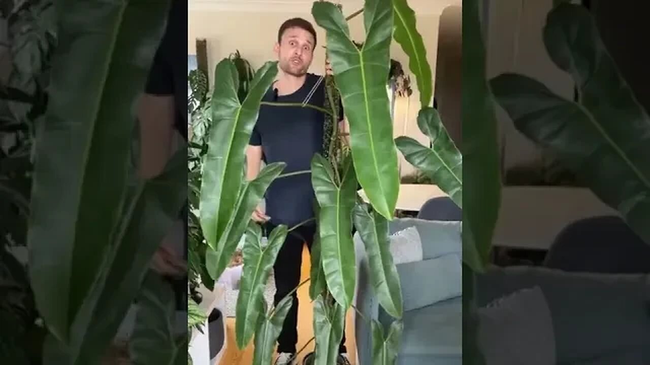 Full chop & extend video now live on my channel :) #philodendronatabapoense