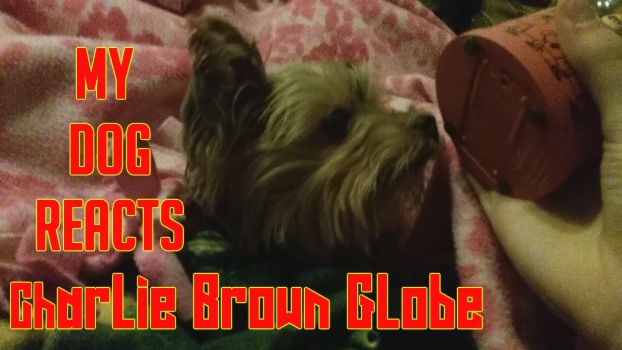 My dog reacts to the Charlie Brown Singing Globe