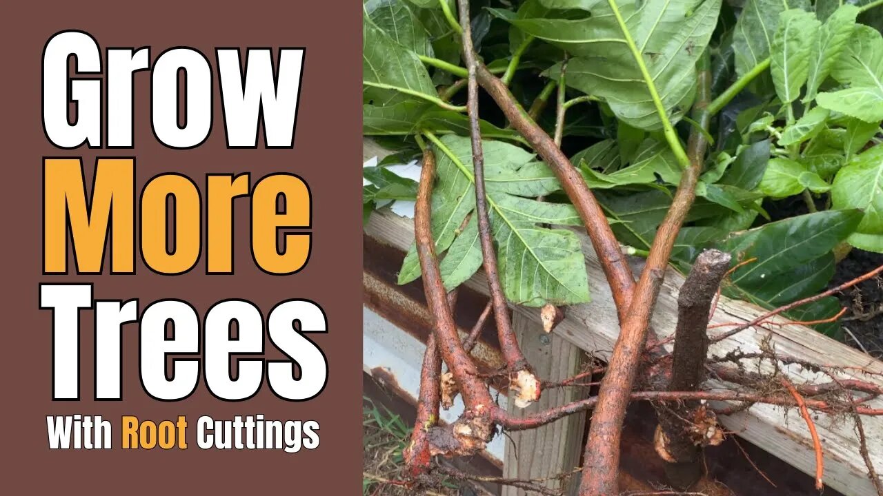 Propagating Breadfruit Trees By Root Cuttings!!! #propagation #breadfruit