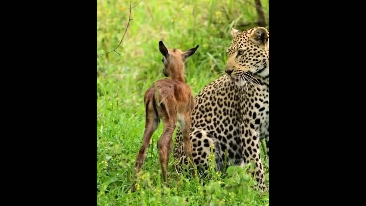 The Kapen female, an impala lamb and a hyena.