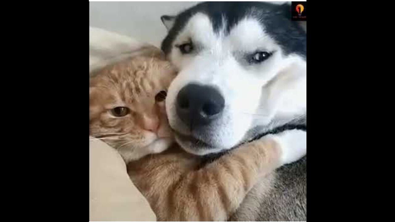 Cat and Dog Friendship - Dog and Cat Pure Love #short