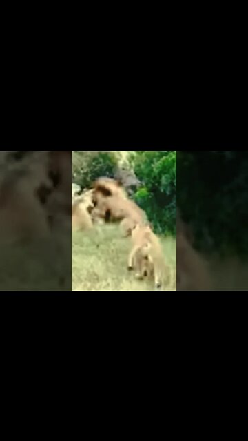 Hunting Coyotes #shorts #lions #fight #animals #hunter #120