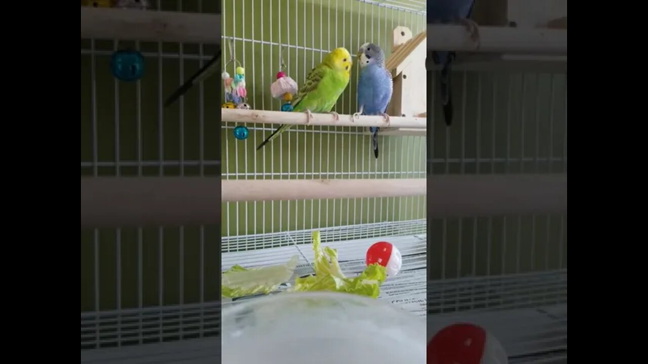 Budgies I was Made For Loving You! 💖💜 #shorts #budgies #youtubeshorts #animallover #funny