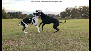 Great Dane Roll Over WrestleMania