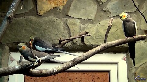 4K HDR Video – Beautiful Lovebird | Budgies and Cockatiel Birds Playing and Feeding-26