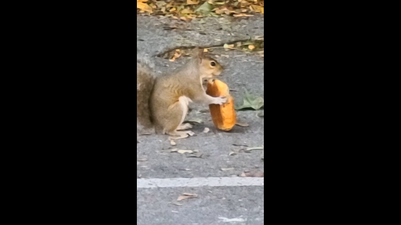 Squirrel eating a HotPocket