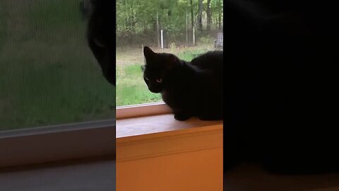 Blue Jay Vs Cat