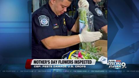 CBP Agriculture Specialists at arizona ports ensure Mother’s Day flowers are disease and pest free