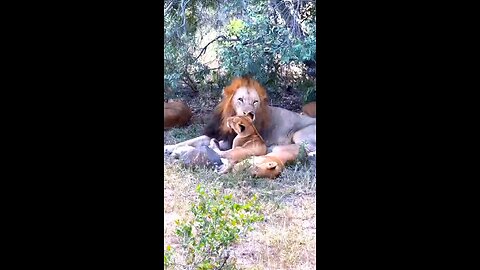 super Animal 🐅🦁🐫shorts video