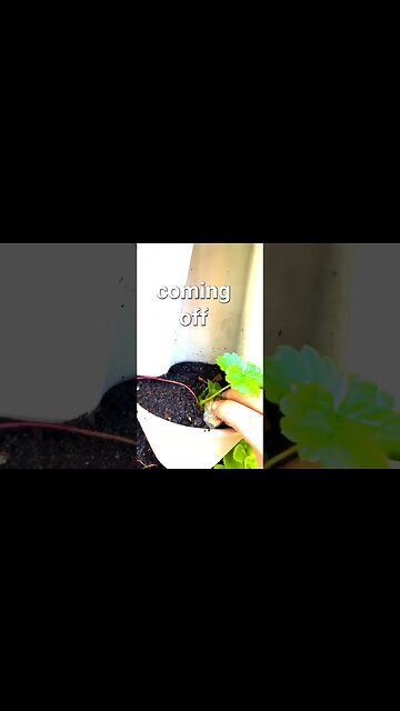 Never Buy Strawberries Again! 🍓