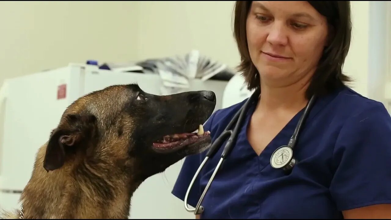 canine Border Patrol vet care