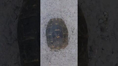 Her bahar onlarca kaplumbağayı araba ve köpekten kurtarıyorum.🐢 Neyim ben kaplumbağa şifacısı mı?