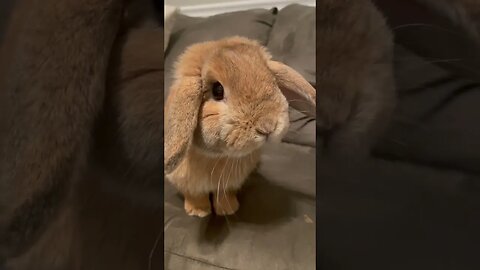 Cute Bunny