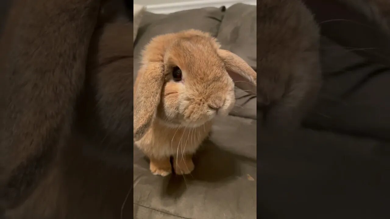 Cute Bunny