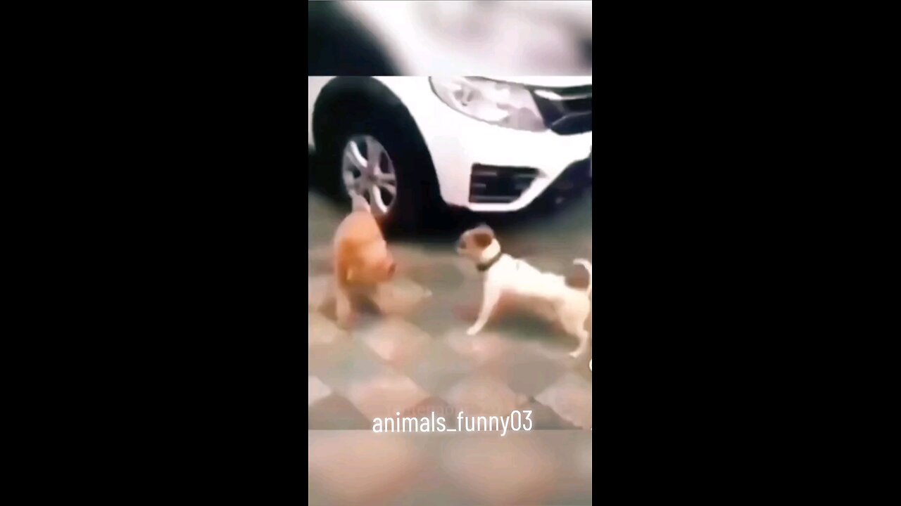 Animals funny #engracadostiktok #animaisengraçados #videosengracados #funny #funnyvideos