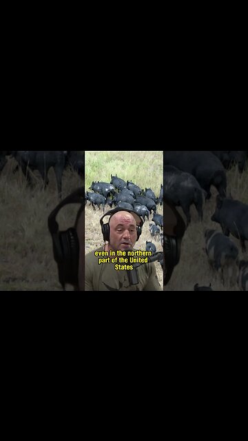 The Unstoppable Invasion of Wild Pigs in the US and Canada - Joe Rogan and Forrest Galante