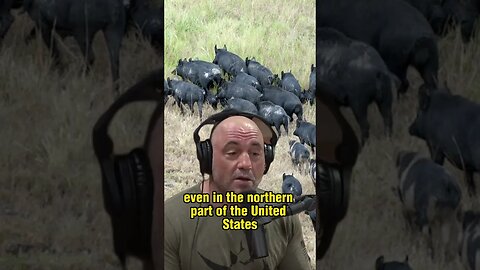 The Unstoppable Invasion of Wild Pigs in the US and Canada - Joe Rogan and Forrest Galante