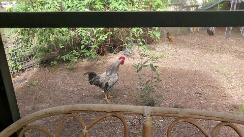 My Rooster