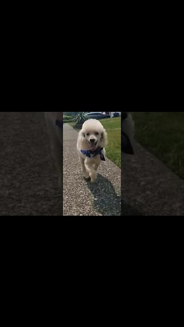 Freddie gets a haircut and is feelin happy! #seniordog #dog #poodle #freddie
