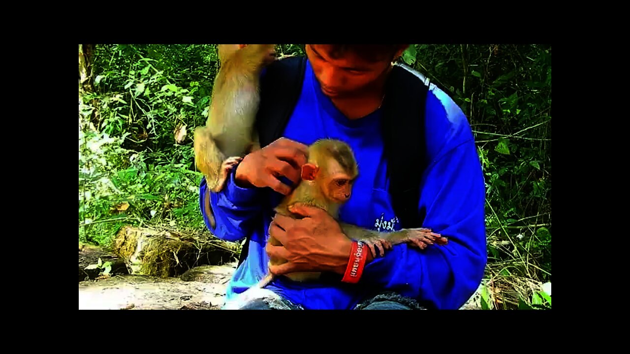 Human Take Care Baby Abandoned Monkeys #bbmonkeys