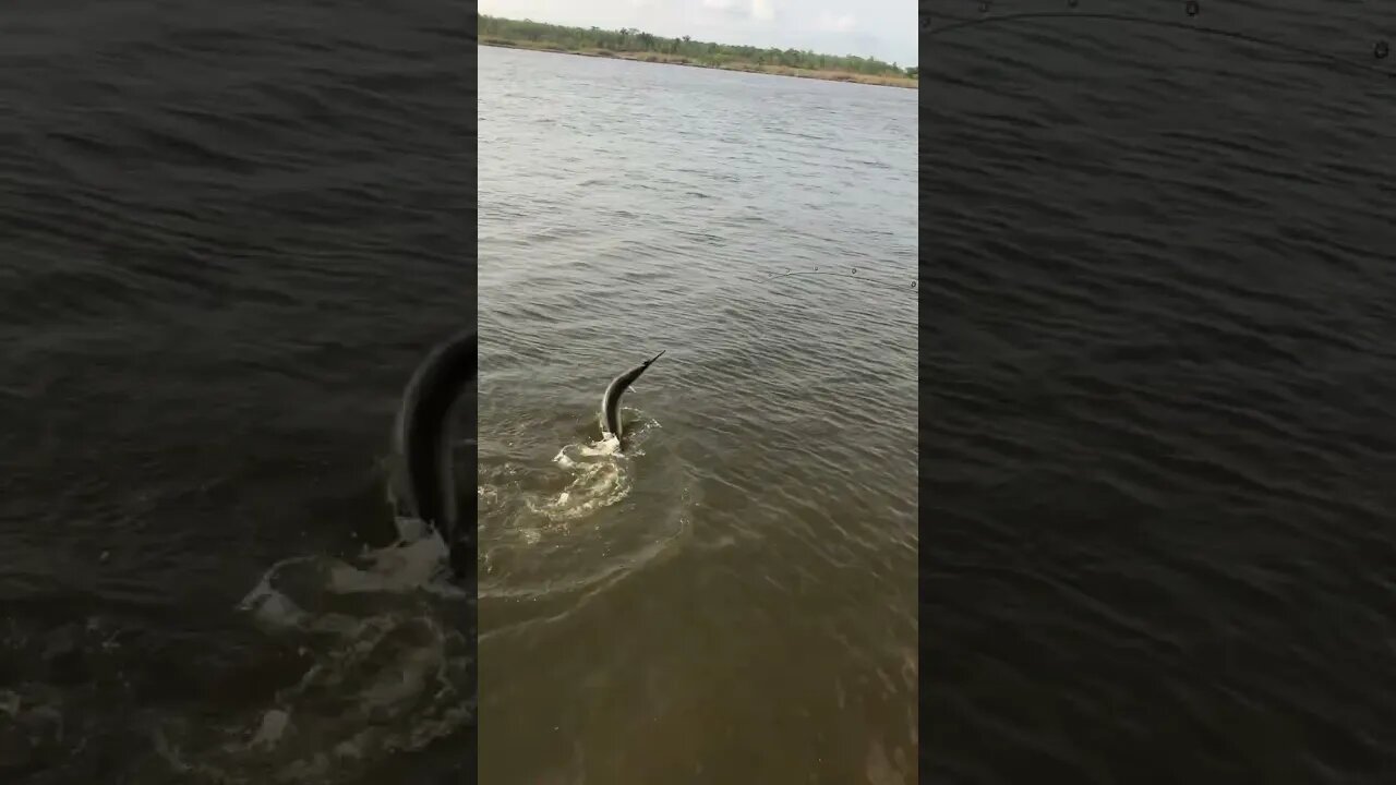 THIS WAS INSANE! RIVER MONSTER!!! #fishing #alligatorgar #shorts