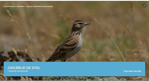 Ciocarlia de stol (din "Pasari din livezile si baltile Dunarii)