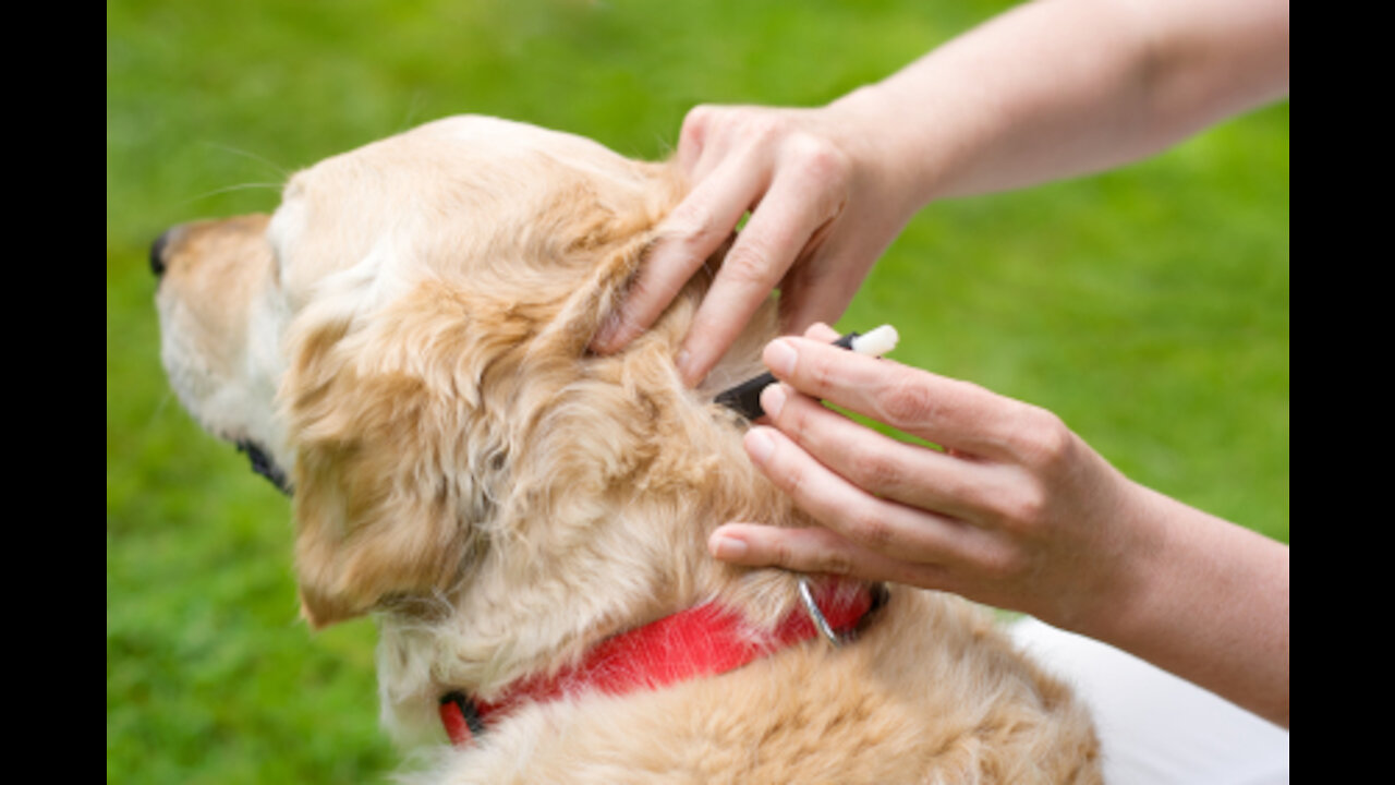 How To Removing Ticks From Dog In Village - Dog Ticks Removing - Many Big Ticks Cleaning All EP45