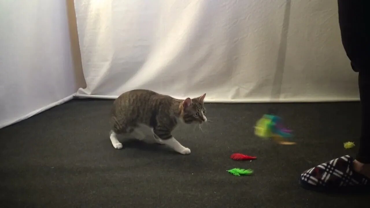 Playful Cat Has a Lot of Energy