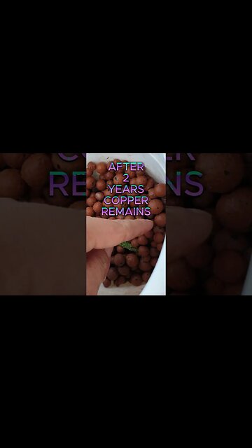 Copper Toxicity🚨 DISASTER 🚩 & RECOVERY 🙏🏼 #fungicide #ninjaorchids #shorts #rescue