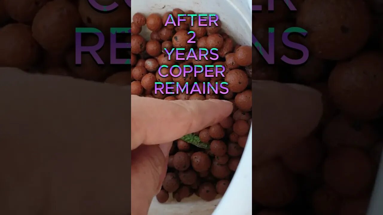 Copper Toxicity🚨 DISASTER 🚩 & RECOVERY 🙏🏼 #fungicide #ninjaorchids #shorts #rescue