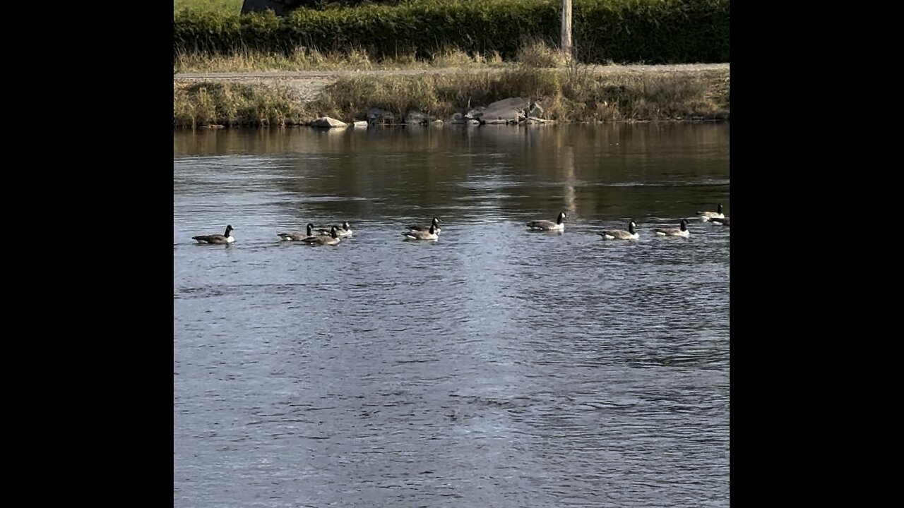 Ducks in a row