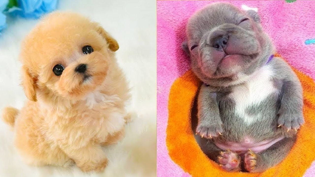 Baby Dogs - Cute and Funny Dog