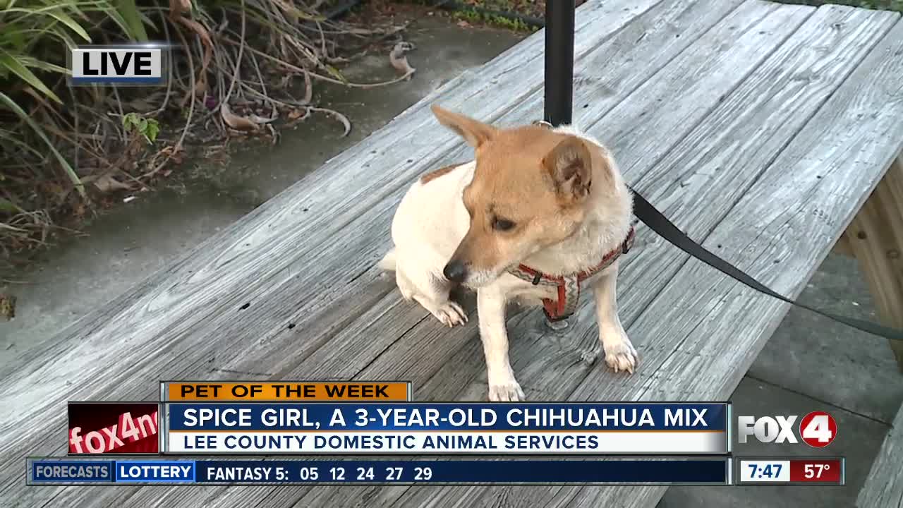 Pet of the week: Spice Girl, a 3-year old Chihuahua mix